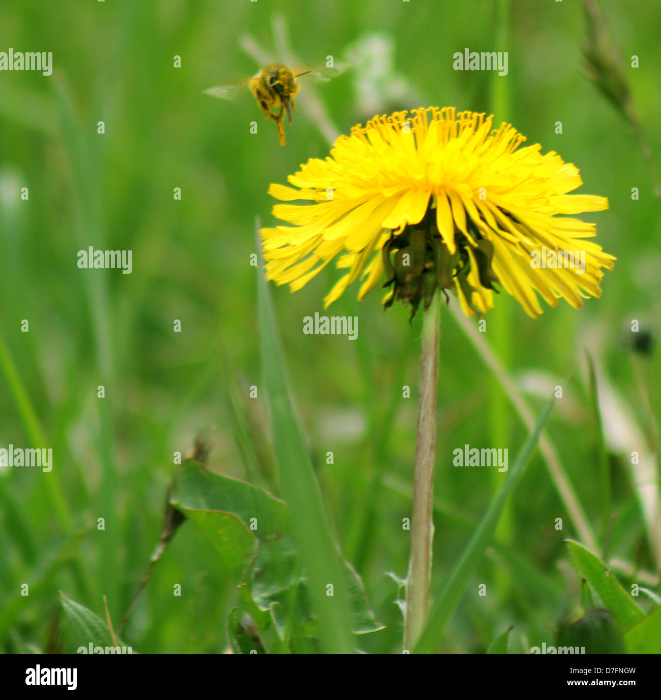 Bee battenti accanto a un dente di leone Foto Stock
