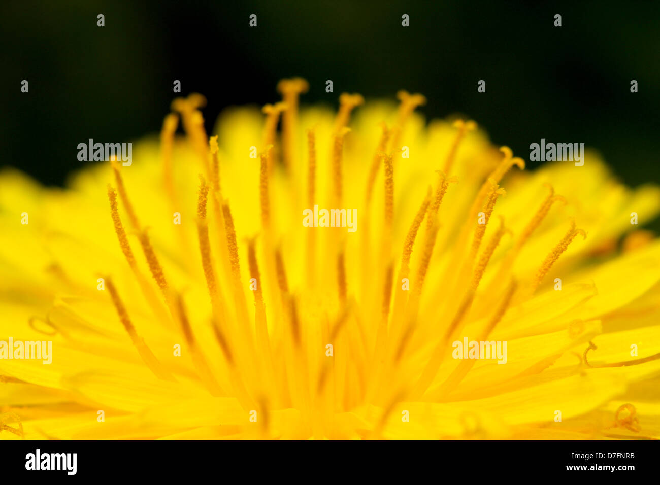 Close up di un fiore di dente di leone Foto Stock