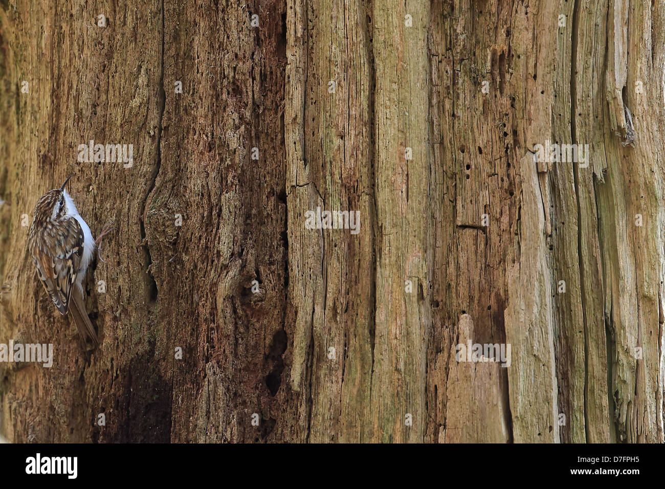 Rampichino alpestre (Certhia familiaris) Foto Stock