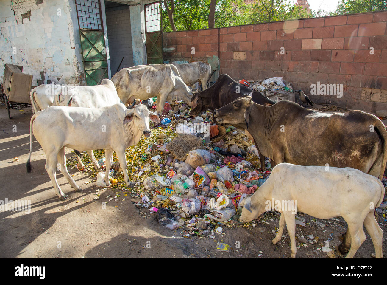 Il bestiame mangia garbage in Delhi, India Foto Stock