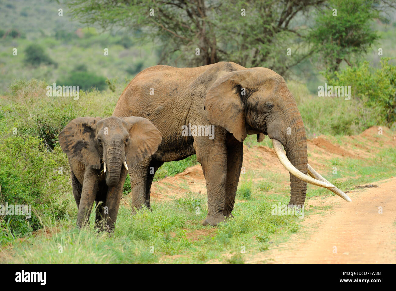 Elefante femmina con i giovani nel Tsavo West National Park, Kenya, Africa orientale Foto Stock