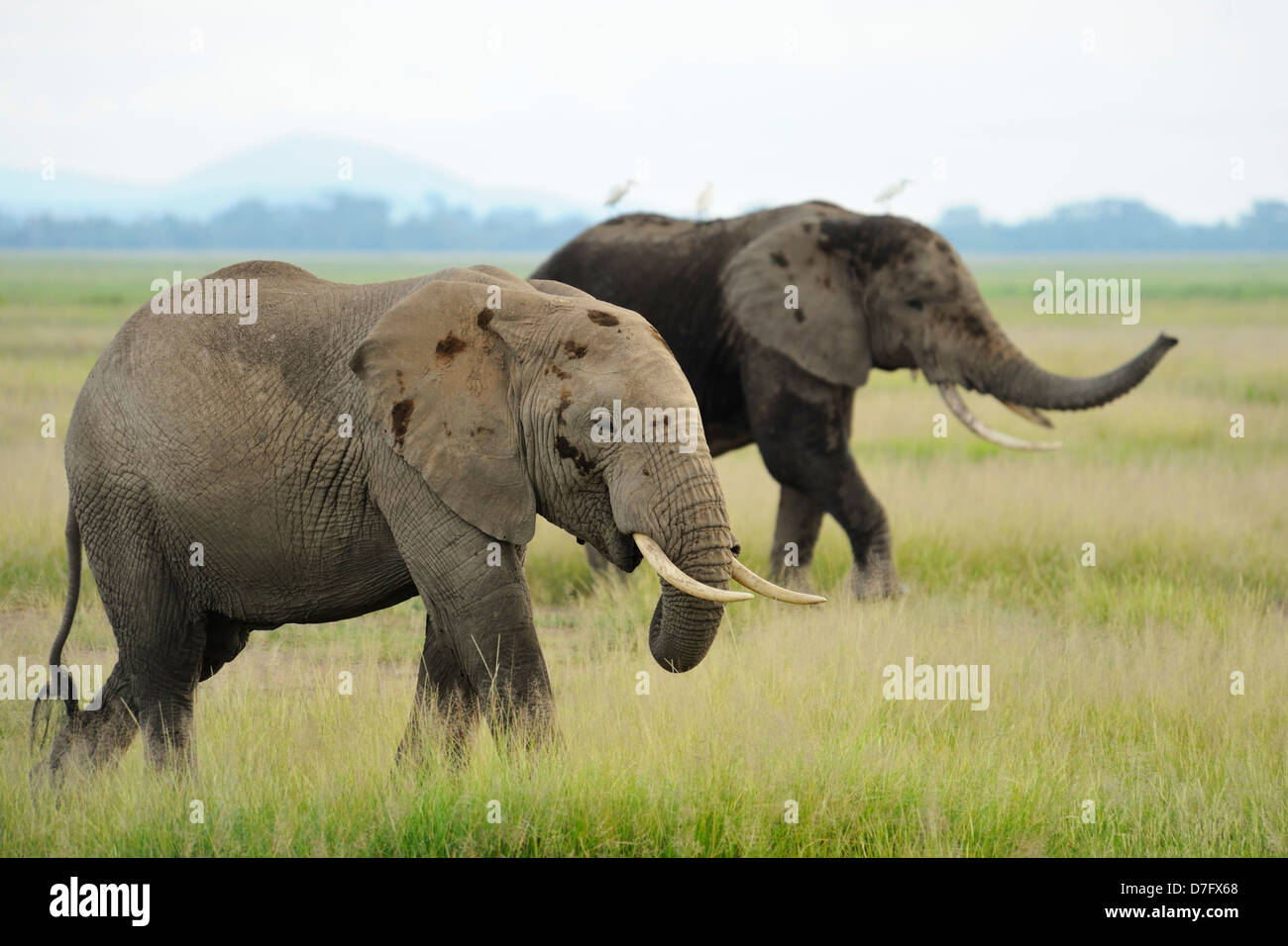 Elefanti in Amboseli National Park, Kenya, Africa orientale Foto Stock