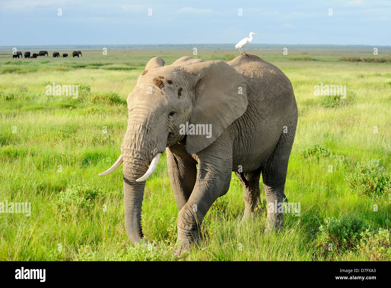 Elefante in Amboseli National Park, Kenya, Africa orientale Foto Stock