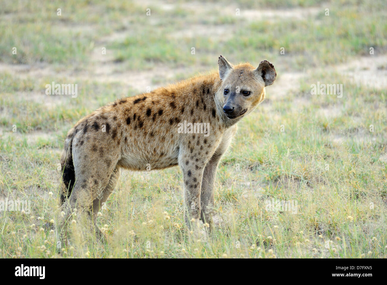 Spotted hyena nel Amboseli National Park, Kenya, Africa orientale Foto Stock