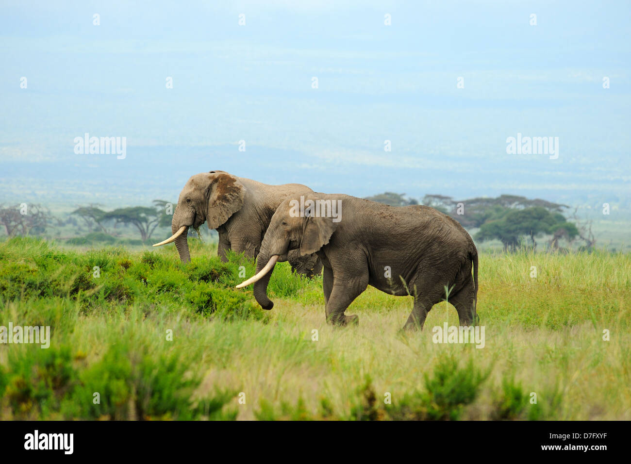 Elefanti in Amboseli National Park, Kenya, Africa orientale Foto Stock