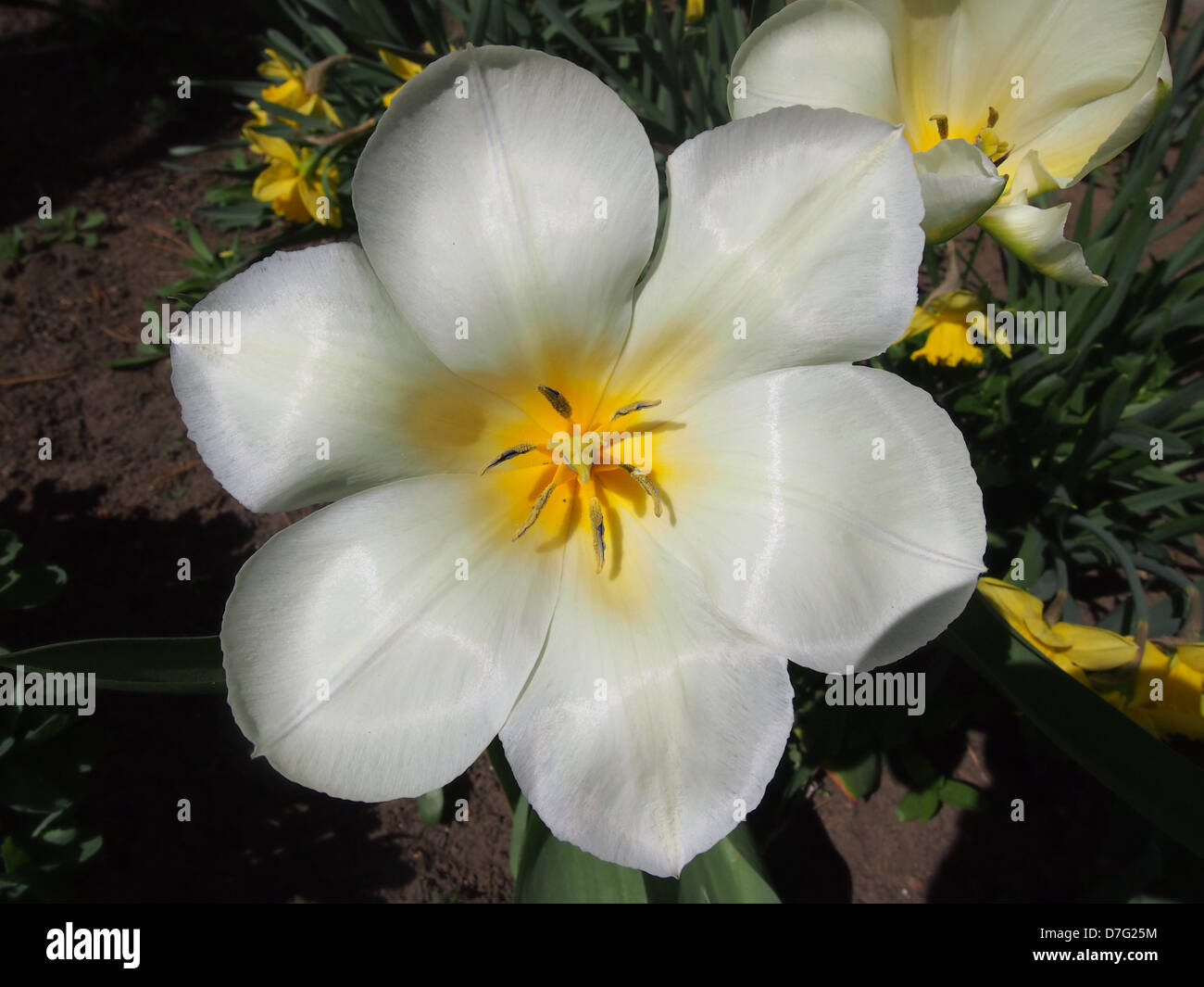 Tulip con 6 petali aperto Foto Stock