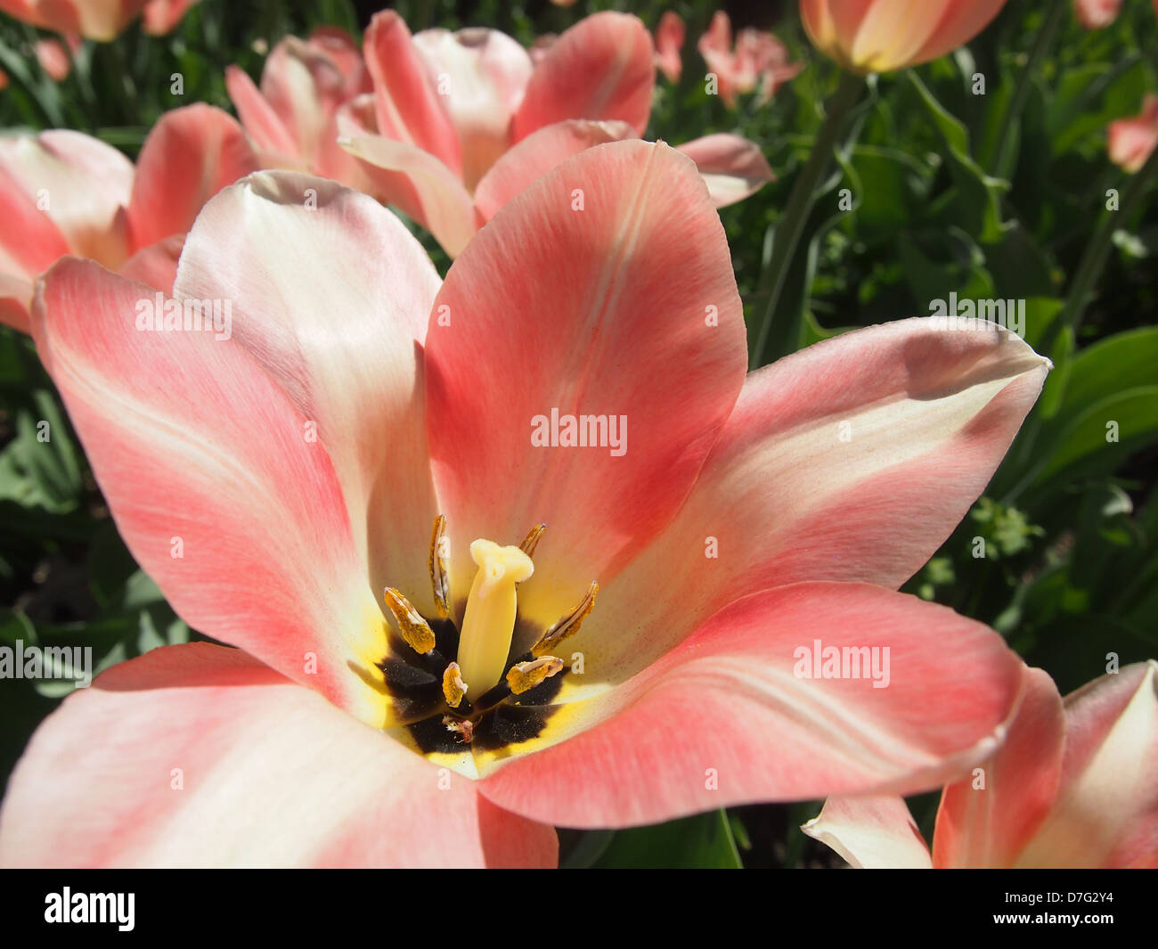 Rosa pallido tulip macro parti di fiore Foto Stock