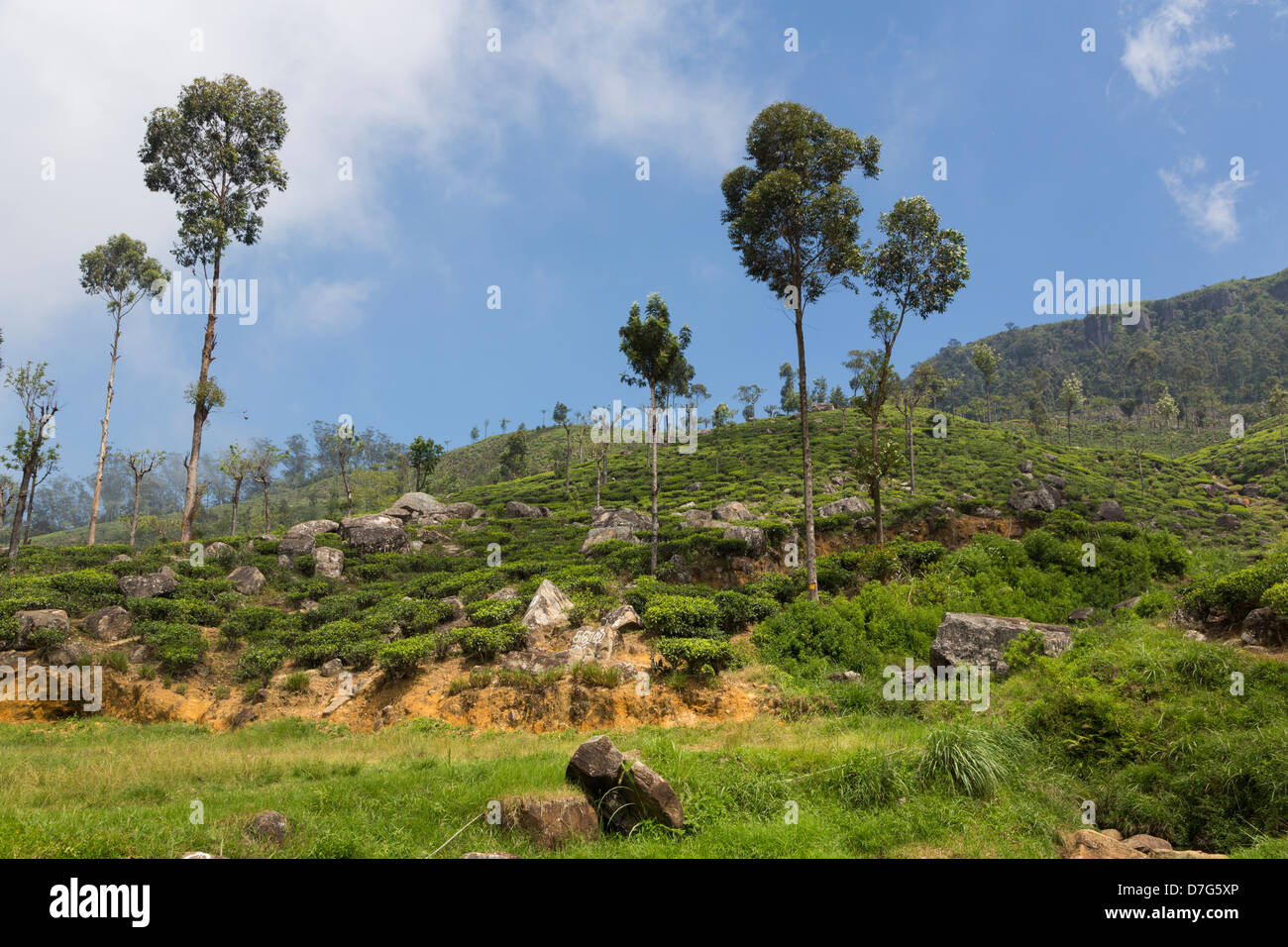 La piantagione di tè in collina paese (Haputale) in Sri Lanka Foto Stock