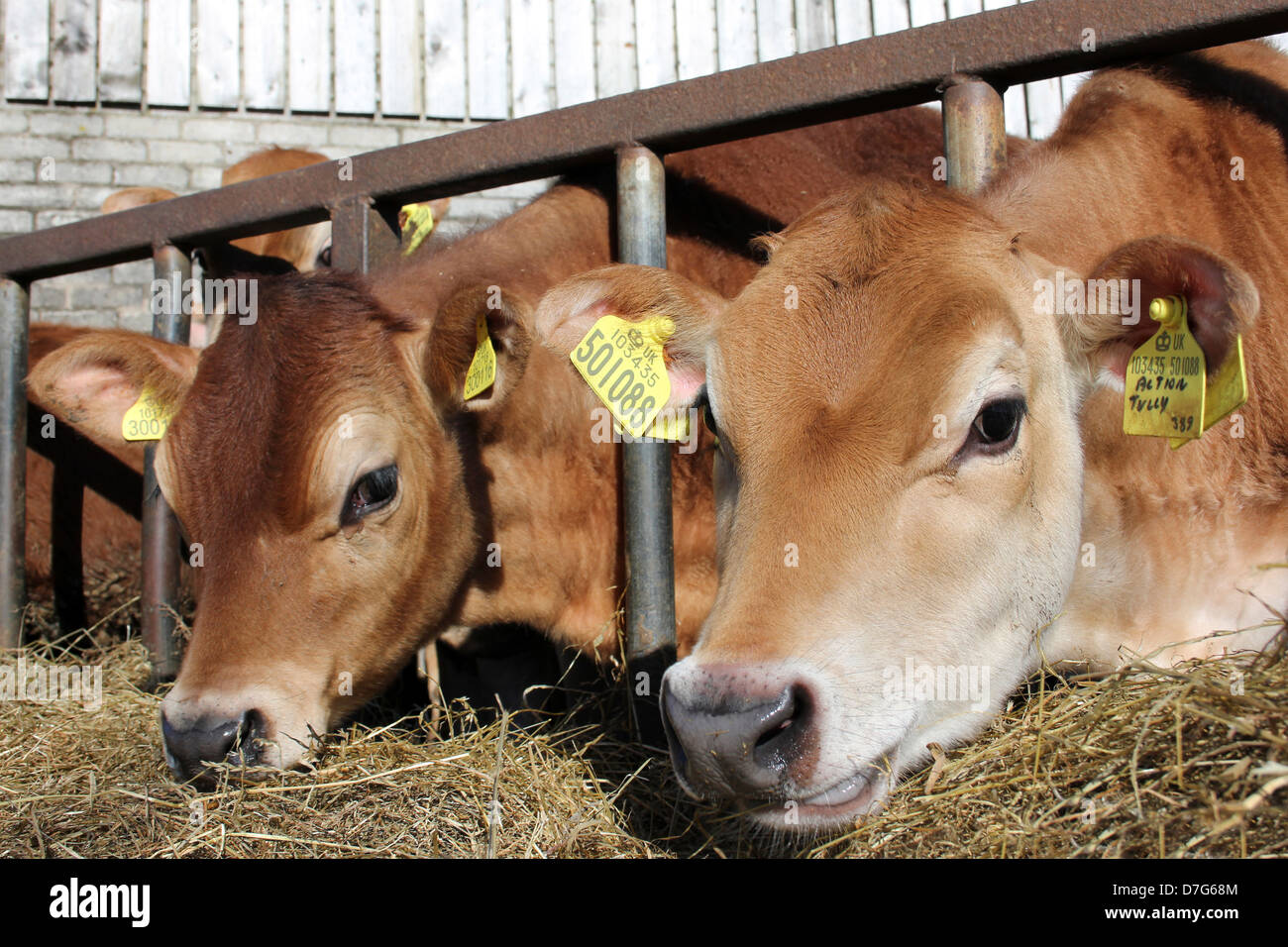 I giovani vitelli alimentando il fieno, Cumbria, Regno Unito Foto Stock
