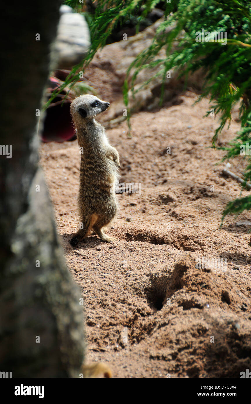 Meerkat animale selvatico wildlifephotograph Foto Stock