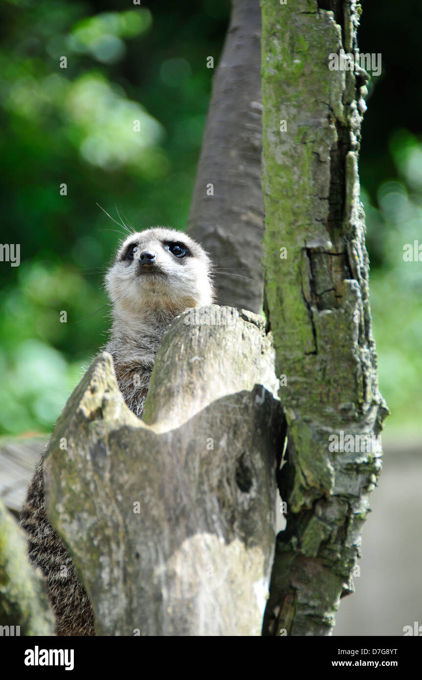 Meerkat animale selvatico wildlifephotograph Foto Stock