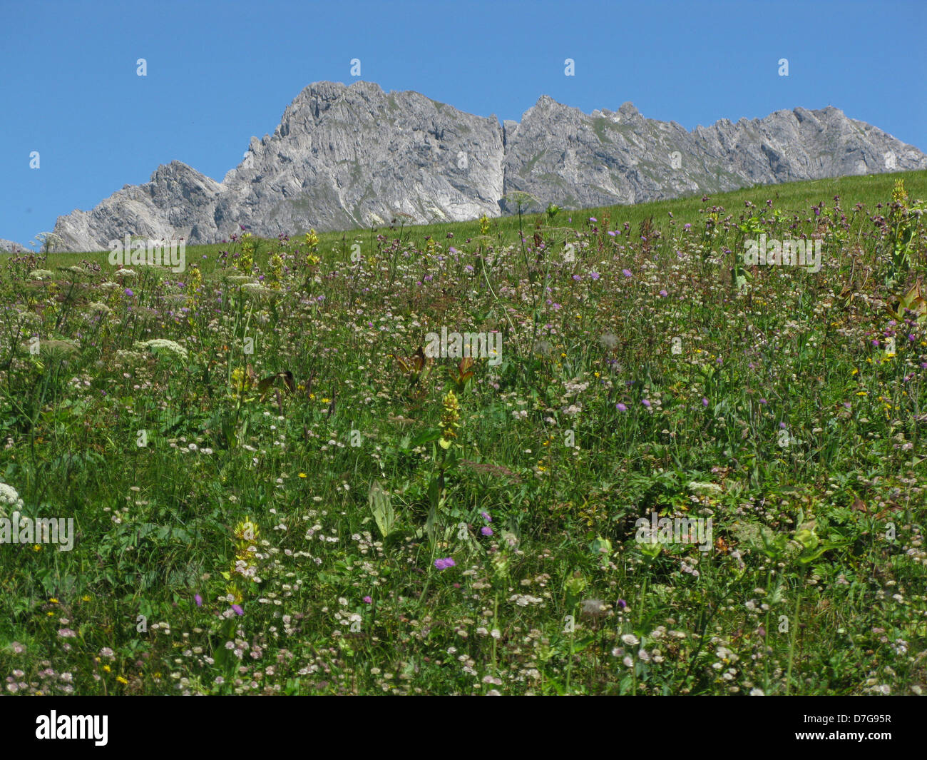 Prato alpino con Karhorn in background Foto Stock