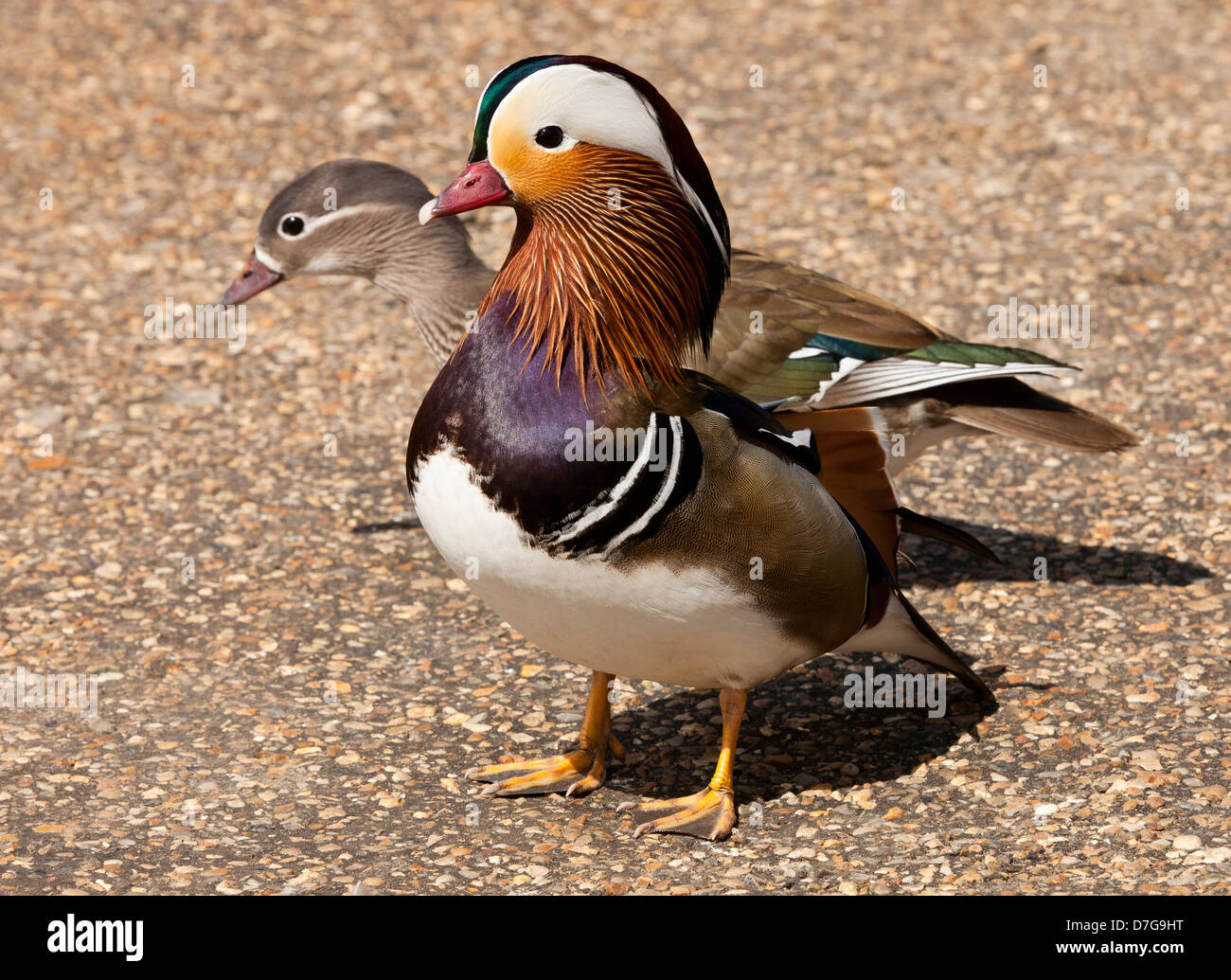 Anatra di mandarino, Aix galericulata con una femmina passando dietro di lui Foto Stock