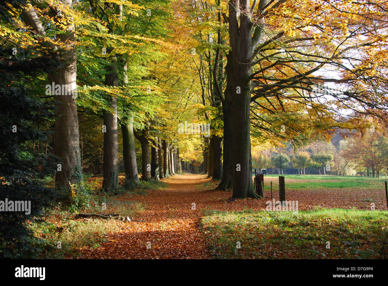 Bosco autunnale avenue vicino castello Hillenraad Roermond Limburg Paesi Bassi Foto Stock