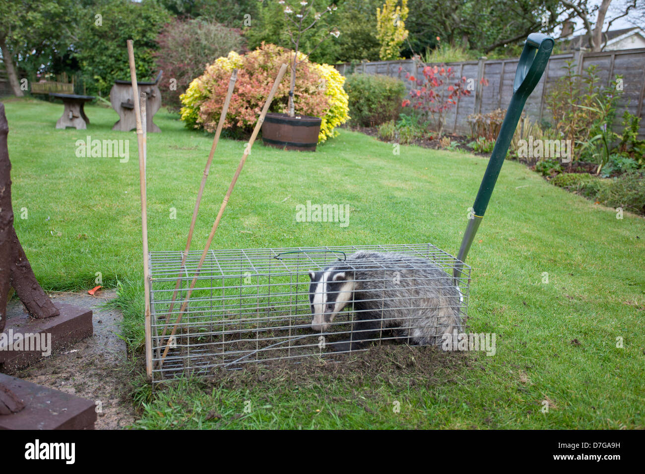 Eurasian Badger catturati nella trappola di cat Foto Stock
