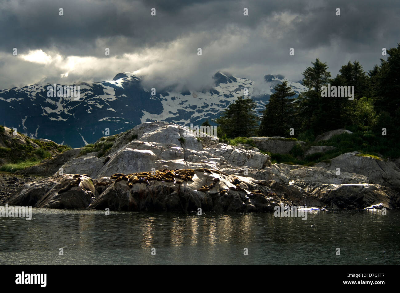 Steller leoni marini crogiolarvi al sole sul marmo del Sud isola nel Parco Nazionale e Riserva di Glacier Bay, Alaska. Foto Stock