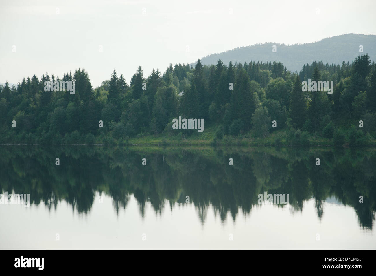 Forest riflessa nel lago, Nordland, Norvegia. Foto Stock