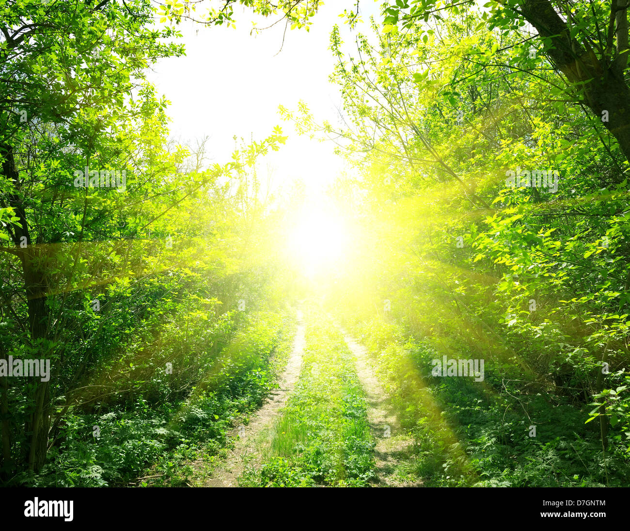 Country Road in Deep Forest e la luce del sole Foto Stock