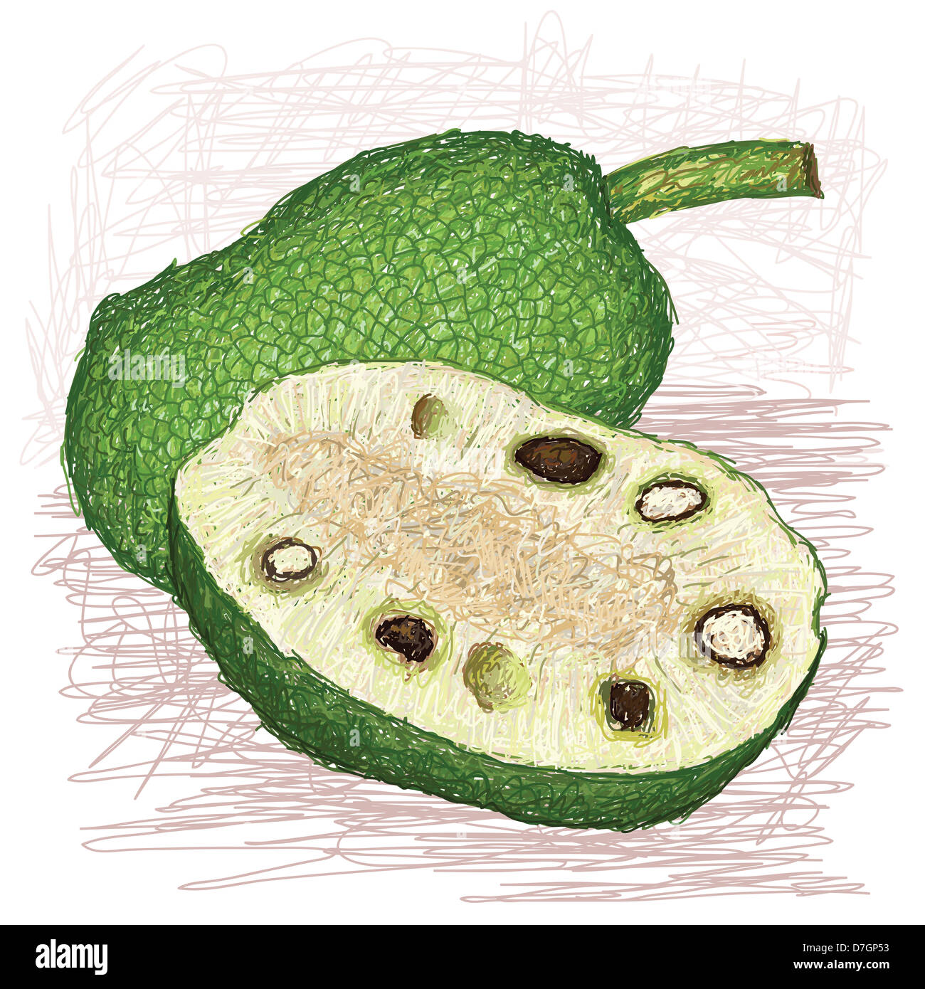 Illustrazione della intera e mezza l'albero del pane a fette varietà seminate con nome scientifico Artocarpus mariannensis originato in Feder Foto Stock