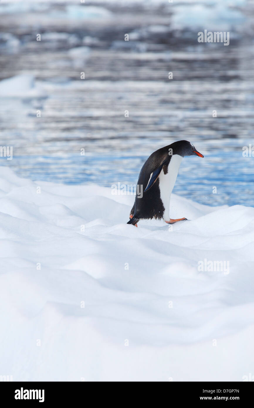 Pinguino Gentoo (Pygoscelis papua) Cierva Cove, Antartide. Foto Stock