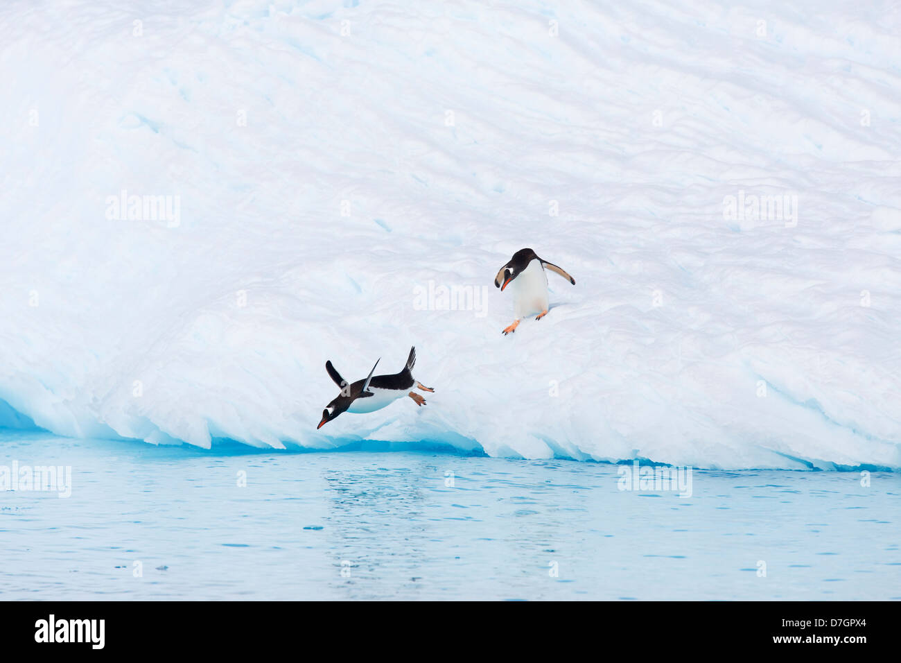 Pinguino Gentoo (Pygoscelis papua) Cierva Cove, Antartide. Foto Stock