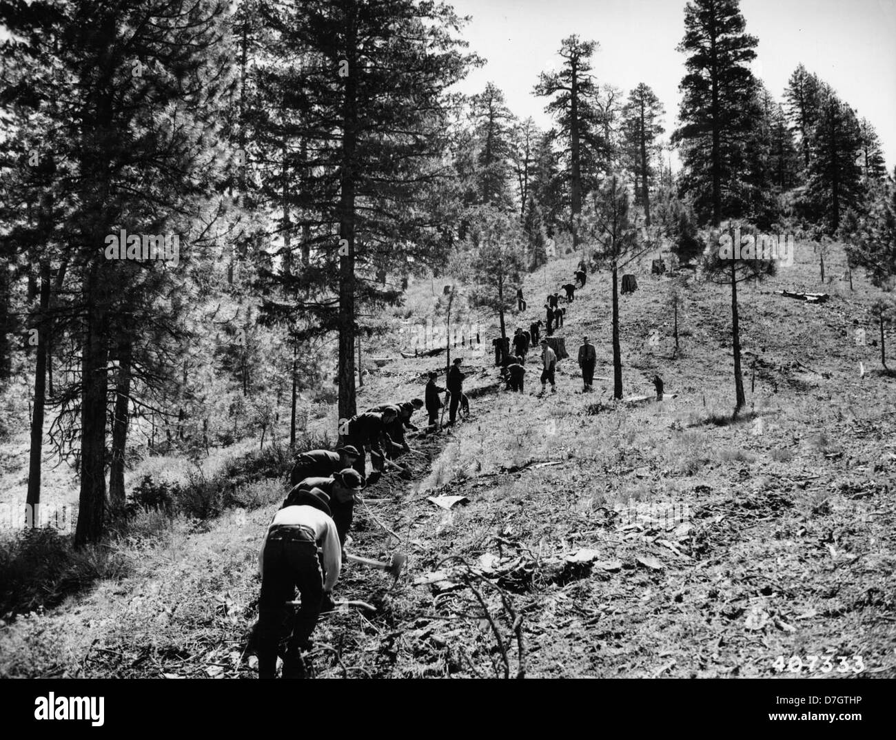 Questa foto mostra gli iscritti all'addestramento del Civilian Conservation Corps (CCC) nella costruzione di linee antincendio vicino a Idaho City, Idaho. Il CCC, un programma di lavori pubblici durante la grande depressione, è stato coinvolto negli sforzi di conservazione ambientale, compresa la prevenzione degli incendi. Foto Stock