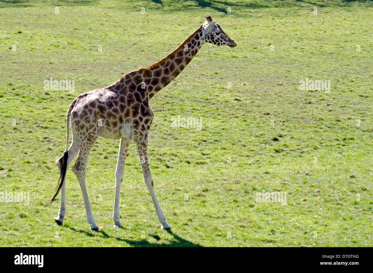 Profilo della giraffa Rothschild Foto Stock