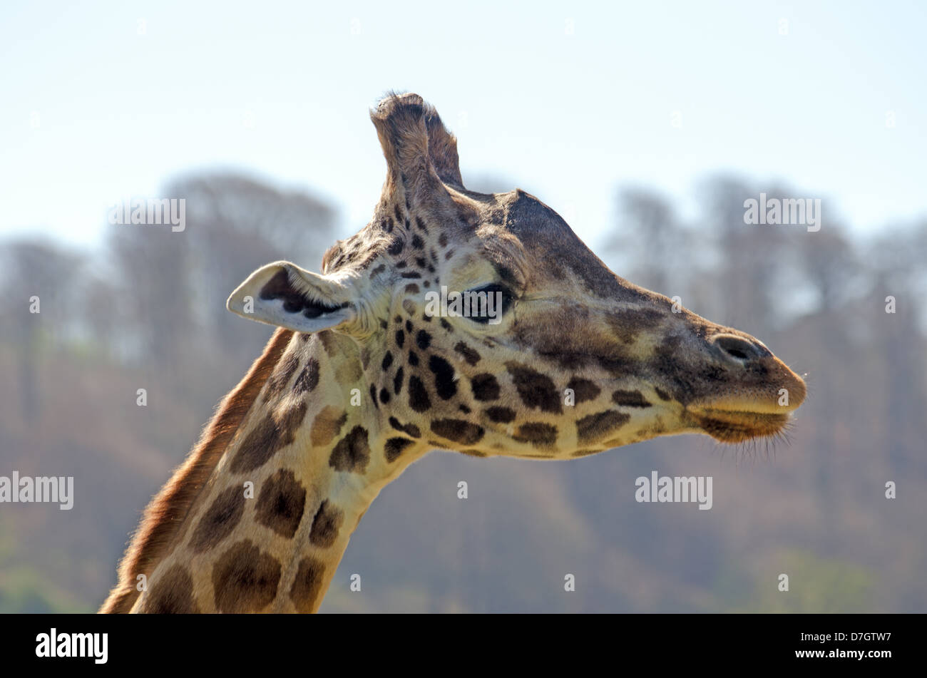 Profilo della giraffa Rothschild Foto Stock