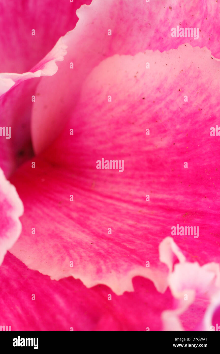Un close-up di un ciclamino fiore. Foto Stock