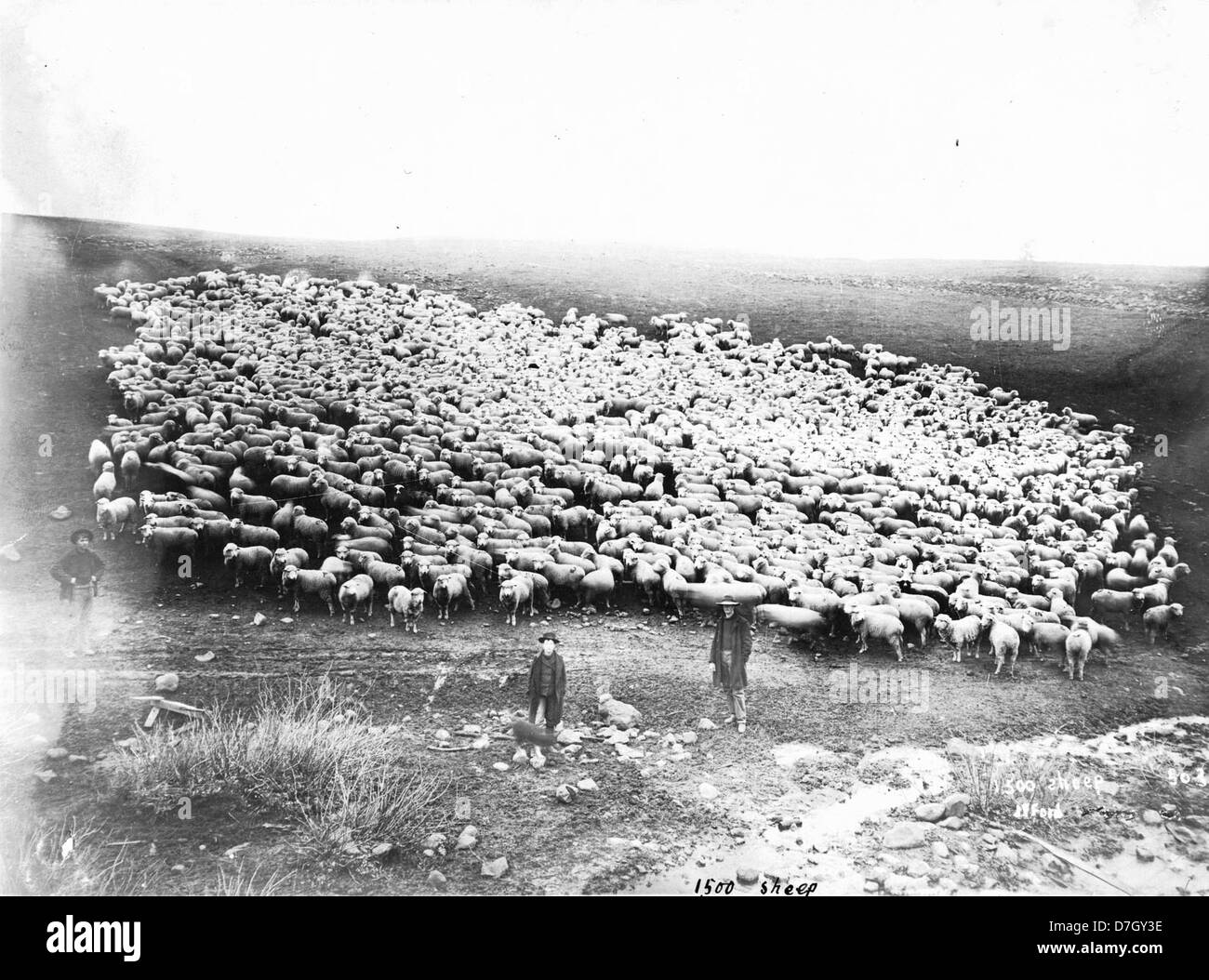 L'immagine cattura un branco di 1.500 pecore nella contea di Sherman, Oregon. Mette in evidenza il significato dell'area nell'agricoltura statunitense, in particolare nell'allevamento di ovini, mostrando il ruolo dei pastori e del bestiame nell'economia della regione. La fotografia fa parte della collezione Gerald W. Williams. Foto Stock L'immagine cattura un branco di 1.500 pecore nella contea di Sherman, Oregon. Mette in evidenza il significato dell'area nell'agricoltura statunitense, in particolare nell'allevamento di ovini, mostrando il ruolo dei pastori e del bestiame nell'economia della regione. La fotografia fa parte della collezione Gerald W. Williams. Foto Stock