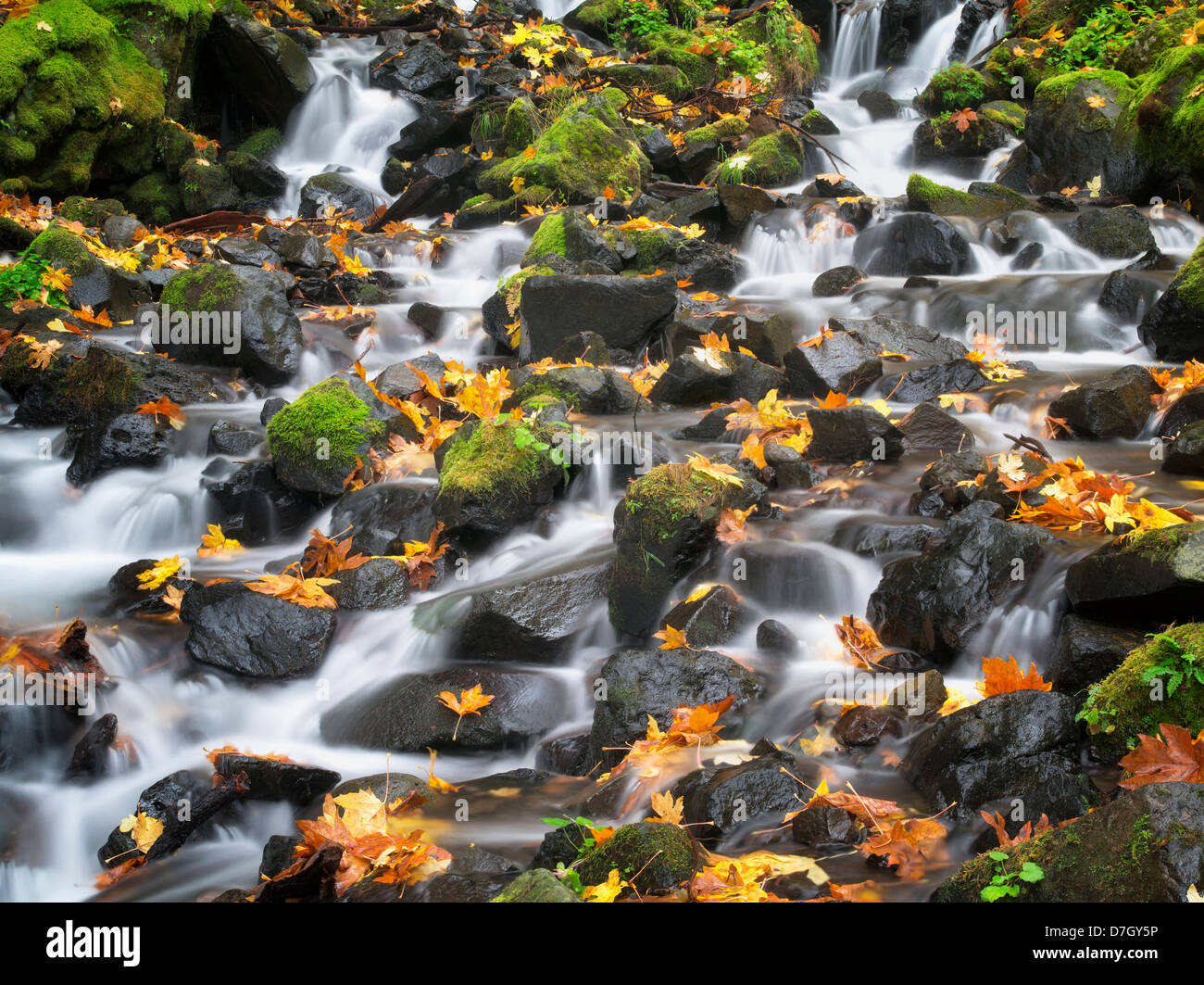 Fame Creek con colori autunnali.Columbia River Gorge National Scenic Area, Oregon Foto Stock