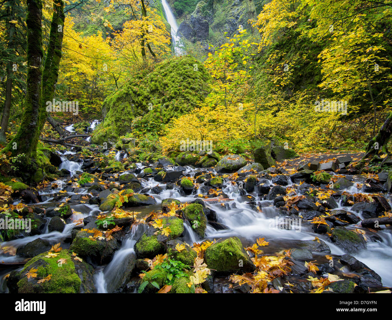 Fame Creek e cascate con colori autunnali.Columbia River Gorge National Scenic Area, Oregon Foto Stock