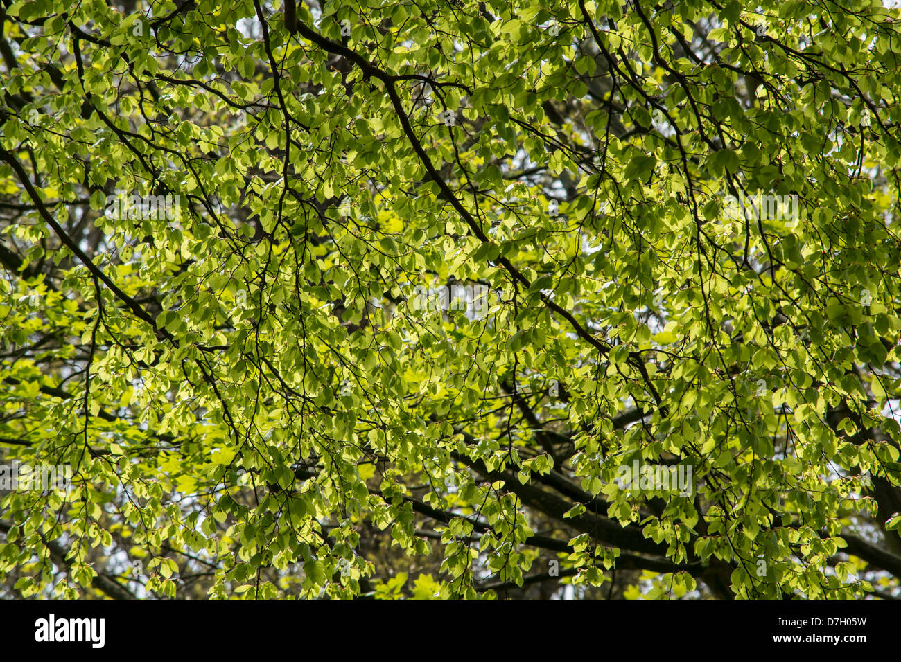 Modelli di incantevole causato dalla luce solare su appena aperto Elm Tree foglie Foto Stock Modelli di incantevole causato dalla luce solare su appena aperto Elm Tree foglie Foto Stock