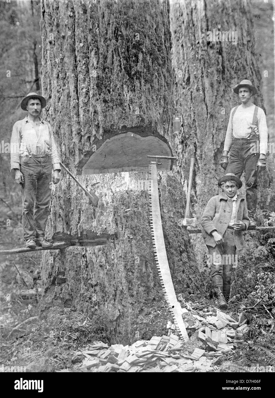 Questa fotografia in bianco e nero della Gerald W. Williams Collection cattura tre taglialegna impegnati nel loro lavoro con asce e seghe. L'immagine ritrae il lavoro quotidiano dei taglialegna all'inizio del XX secolo. Foto Stock