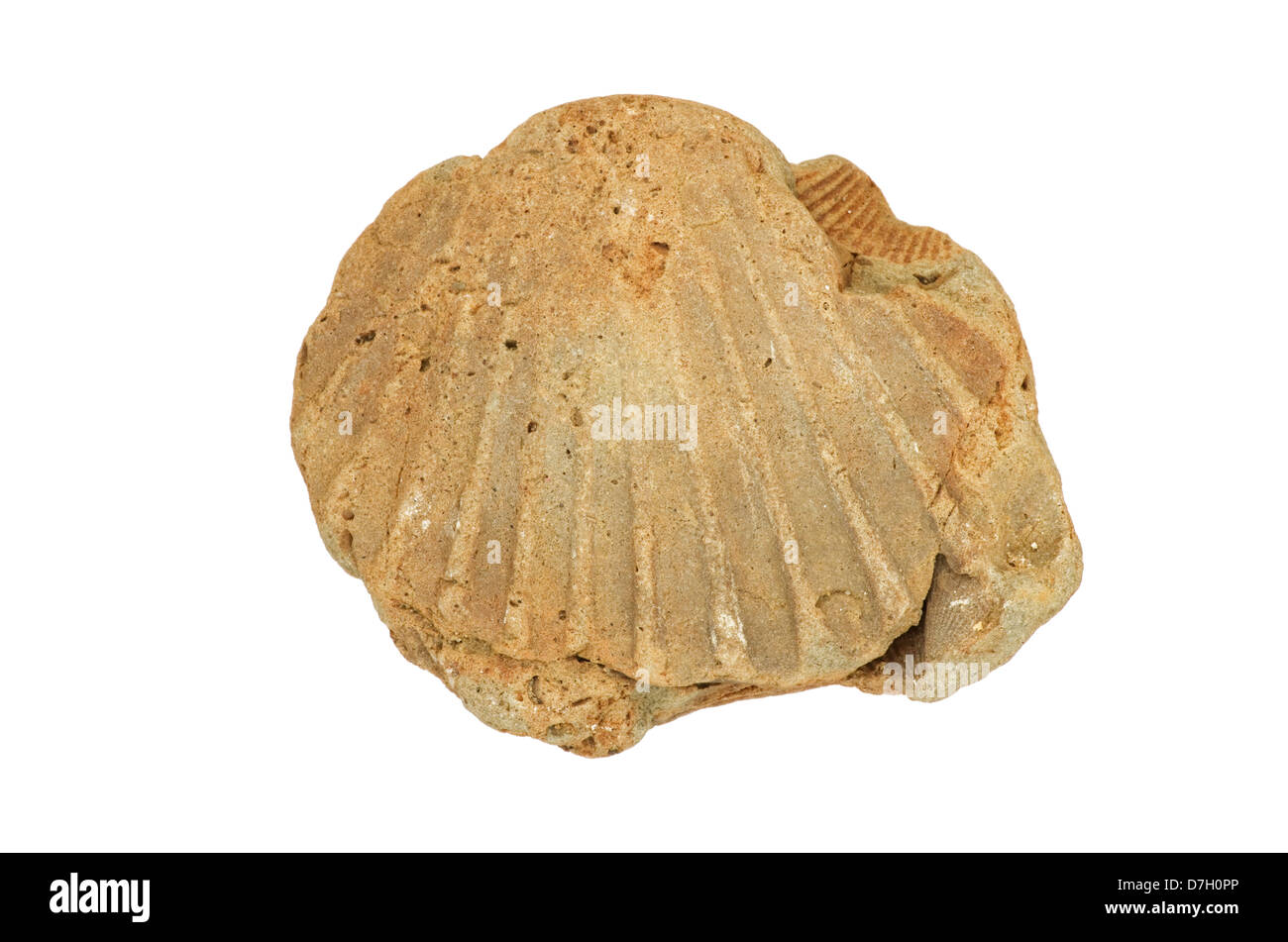 Molluschi fossili cast shell isolata su sfondo bianco Foto Stock