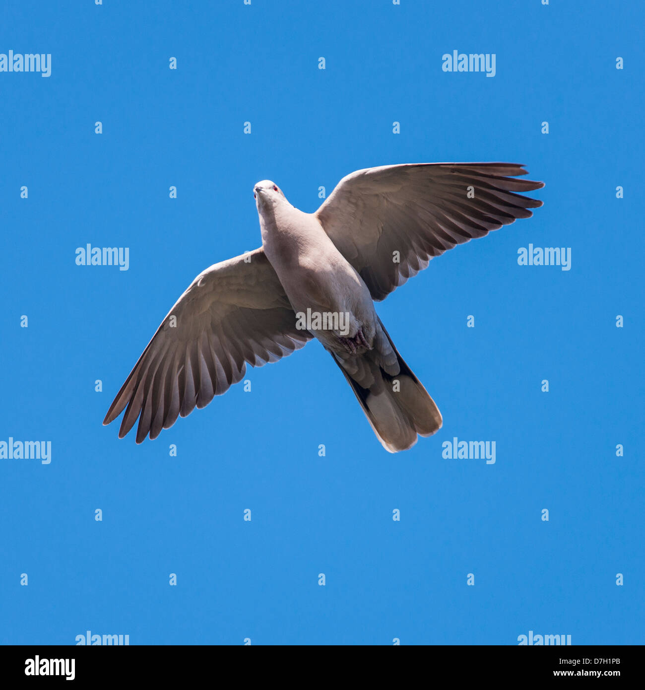 Un collare Tortora ( Streptopelia decaocto ) in volo Foto Stock