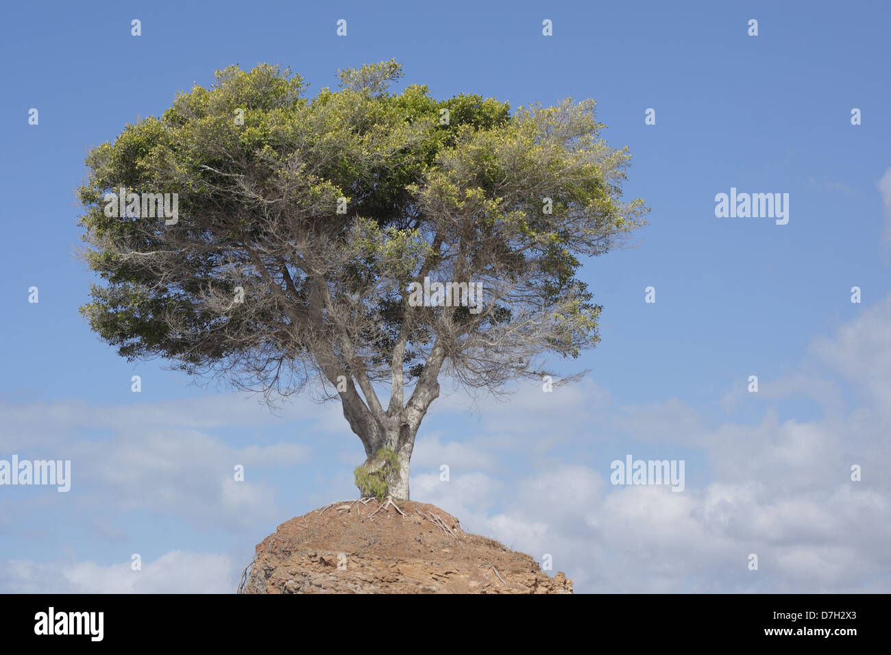 Albero in piedi su una piccola collina Foto Stock