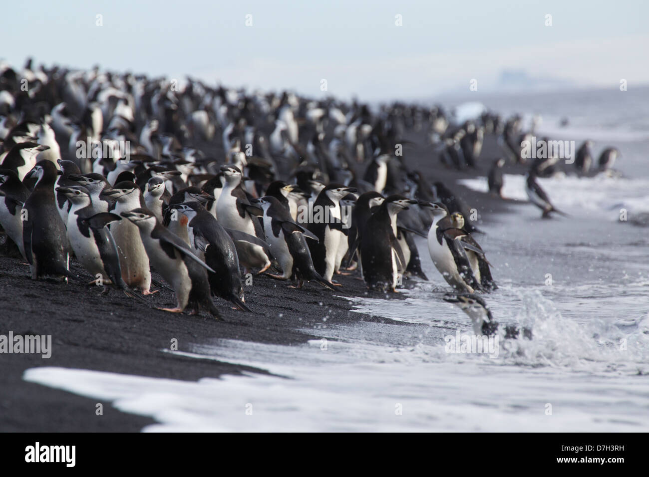 Pinguini Chinstrap (Pygoscelis Antartide) colonia, Testa Baily, isola Deception, Antartide. Foto Stock