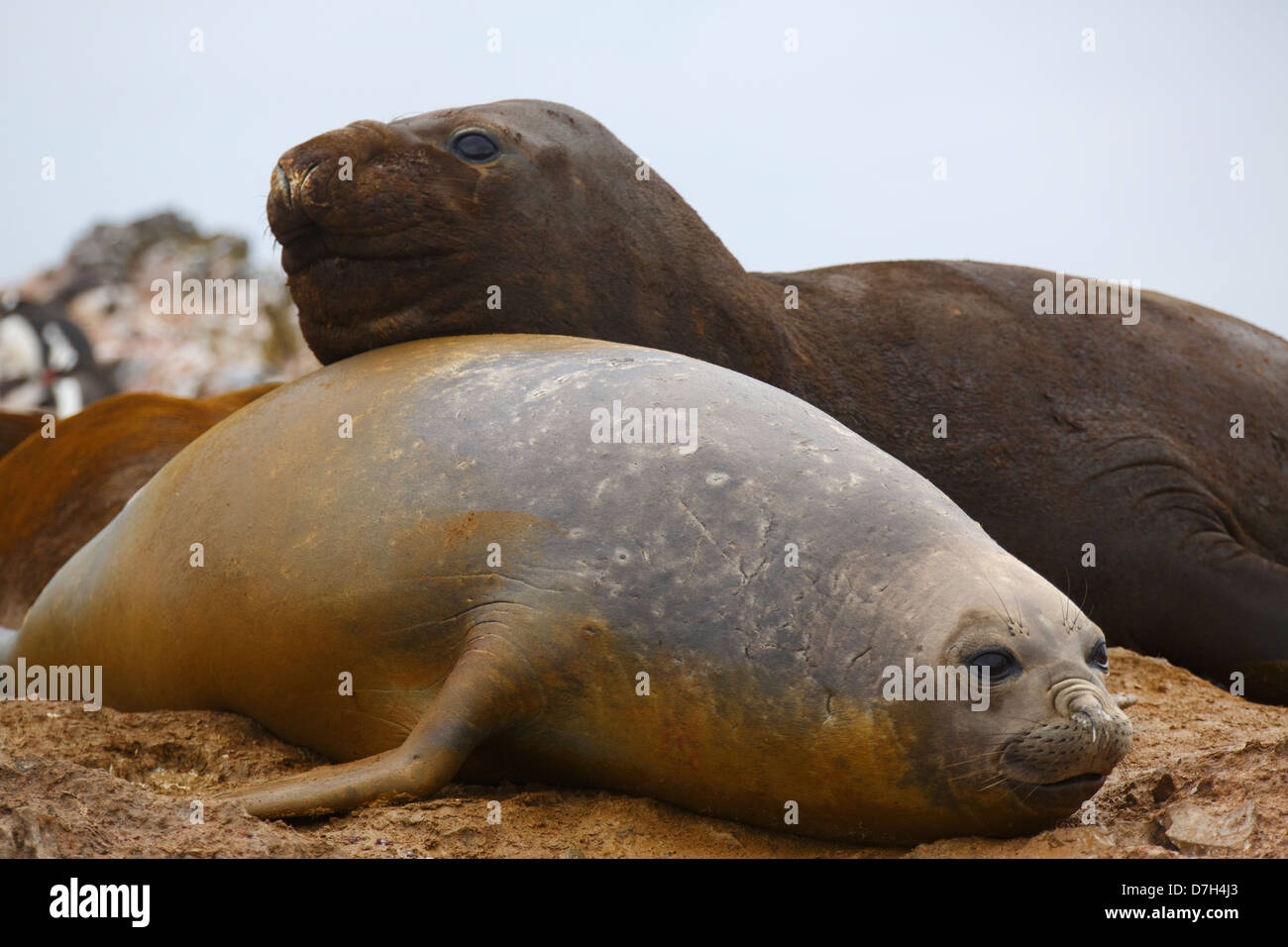 Elefante marino del sud (Mirounga leonina), Hannah Point, Livingston Island in Antartide. Foto Stock