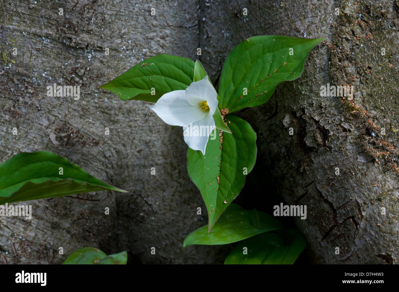 Un grande bianco Trillium. Foto Stock