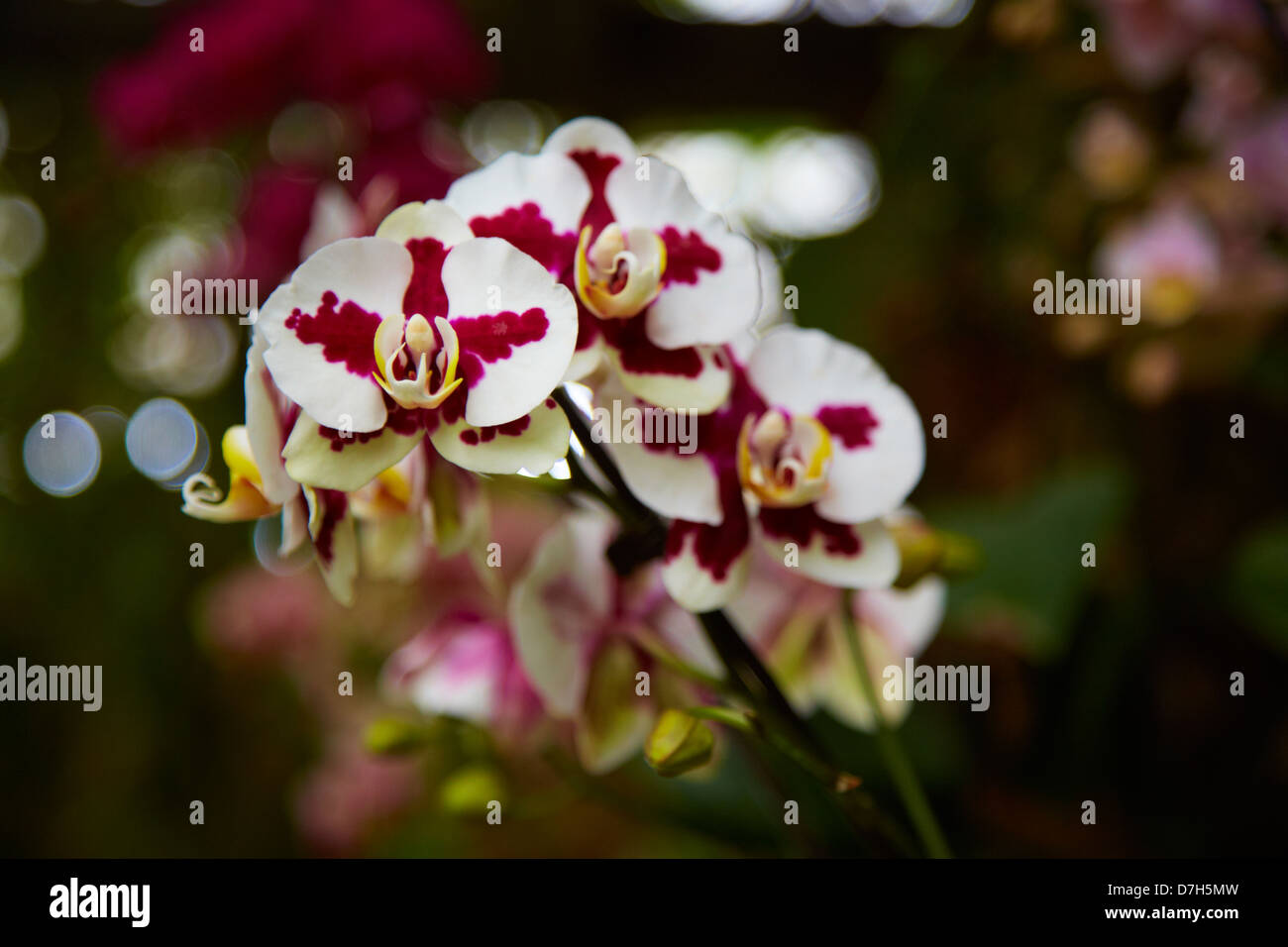 Passionale - Filiale di borgogna di fiori di orchidea closeup Foto Stock