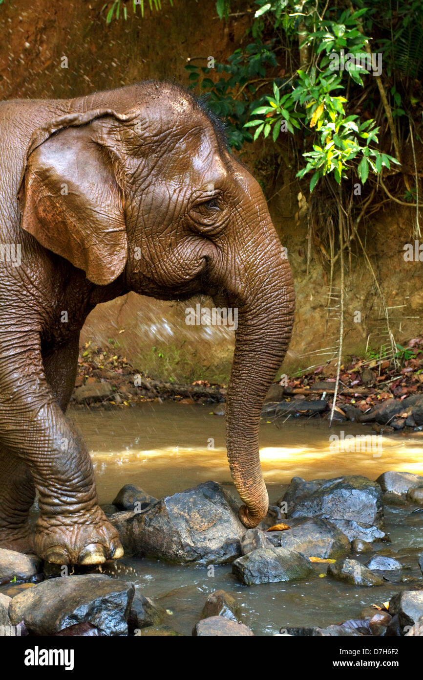 Elefante asiatico, Cambogia. Foto Stock