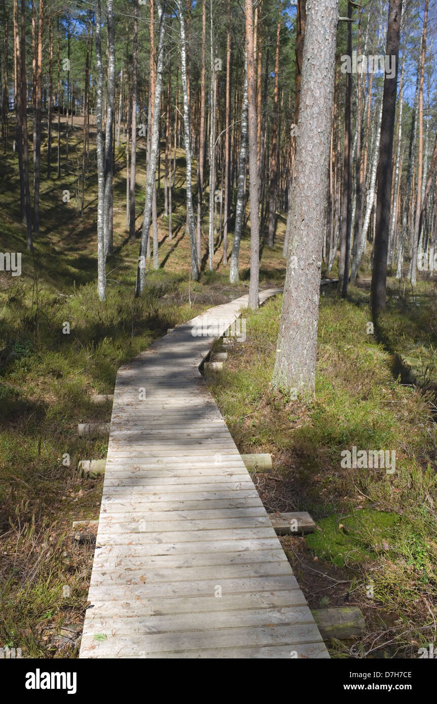 Sentiero escursionistico InTolkuse Bog, Contea di Pärnu, Estonia, Europa Foto Stock