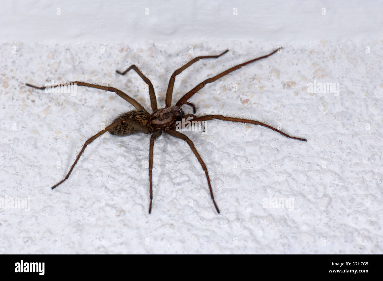 Giant Casa europea ragno gigantesco ragno Casa Casa Grande Spider ragnatela Spider Tegenaria atrica Tegenaria gigantea Foto Stock