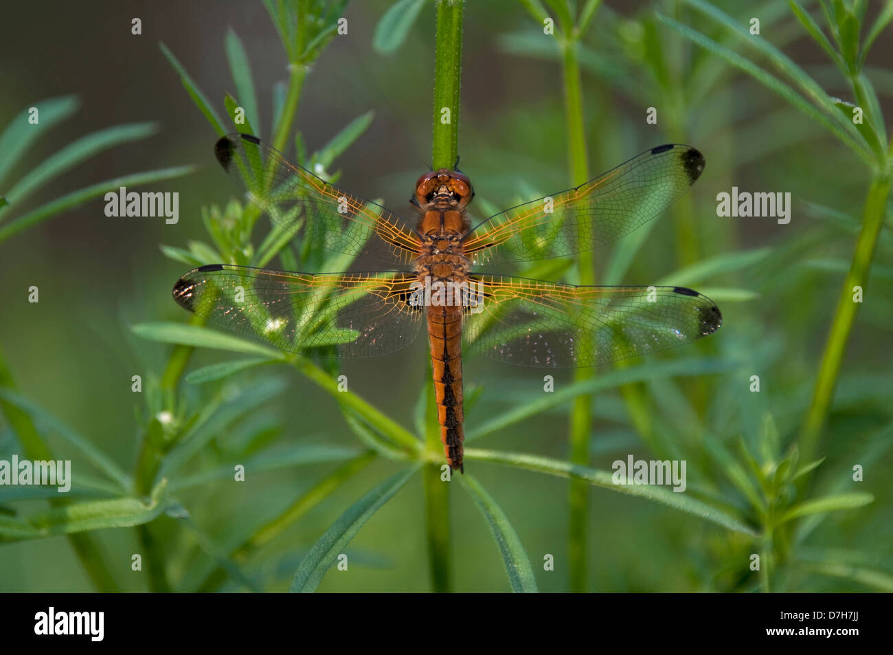 Scarsa Chaser Dragonfly, scarse Libellula (Libellula fulva), recentemente maschio tratteggiata Foto Stock