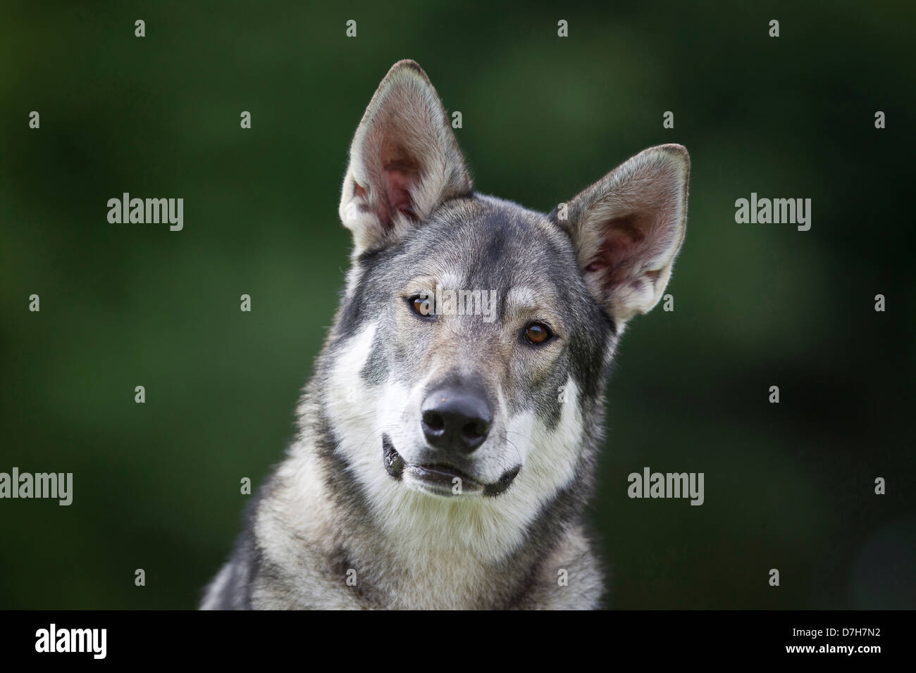 British cane Inuit Ritratto di adulto Foto Stock