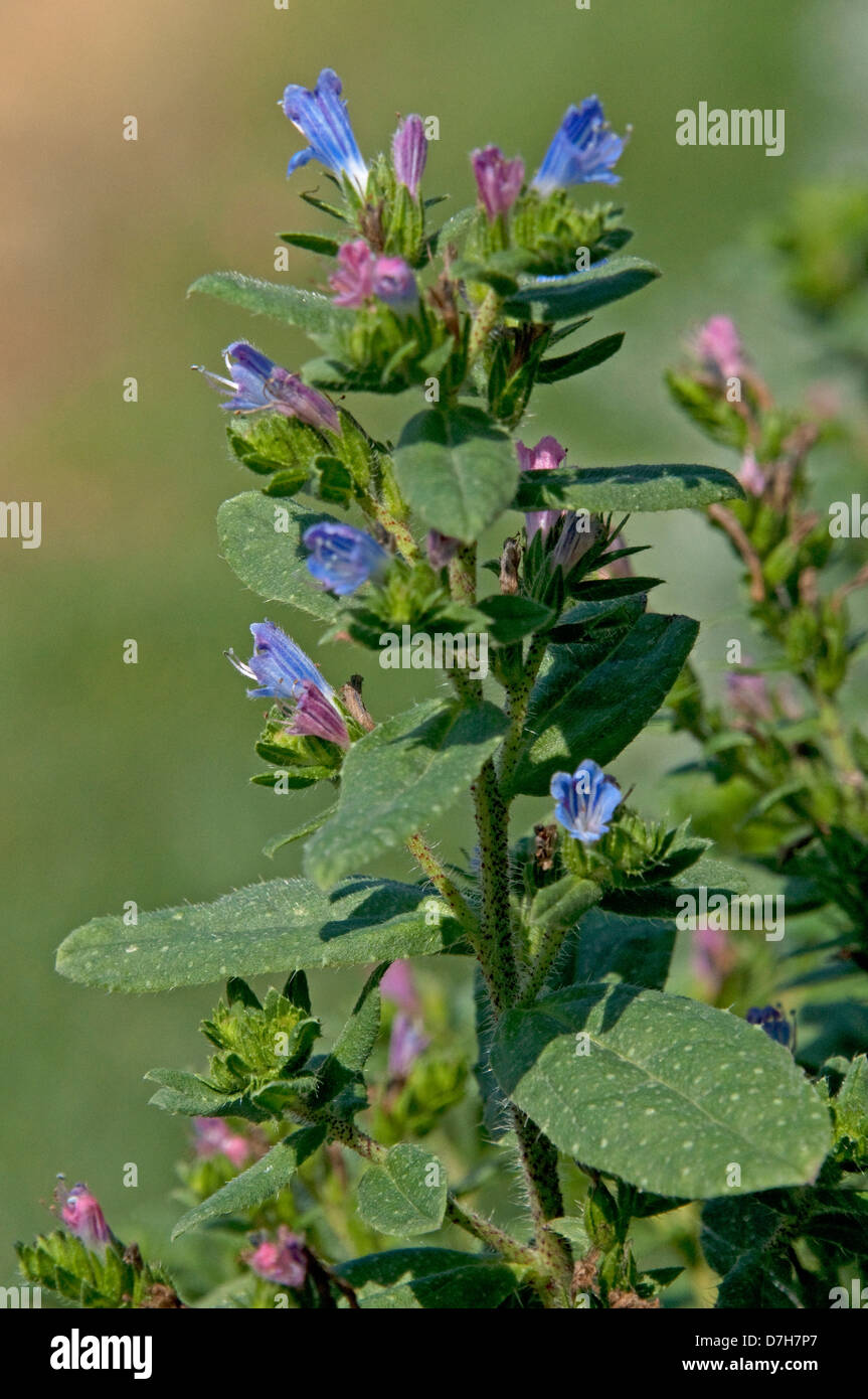 Alkanet, Tintori Bugloss (Alkanna tinctoria), levetta di fioritura Foto Stock
