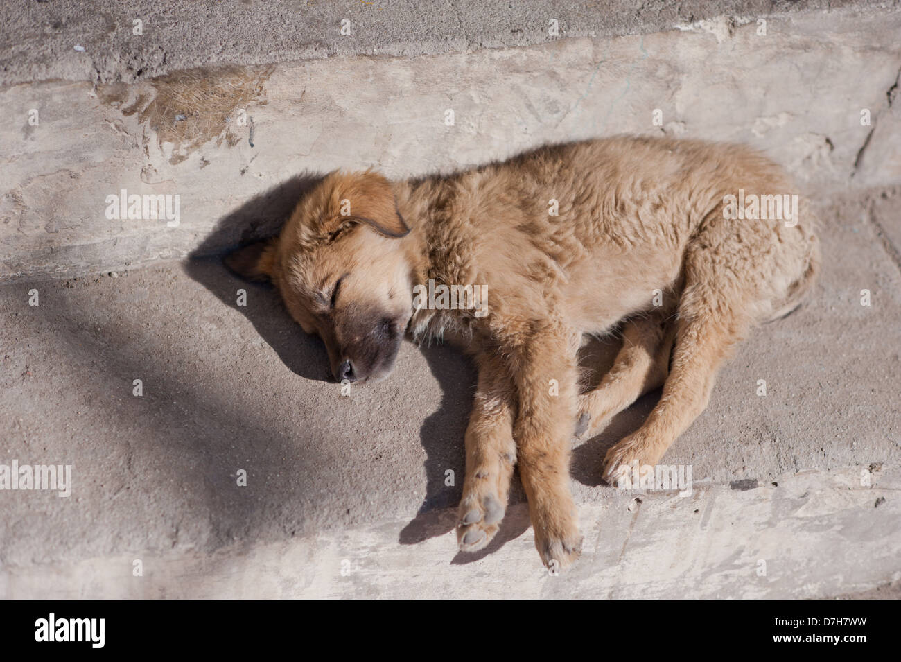 Un piccolo, stray cucciolo di cane dorme sulla strada del sole. Foto Stock