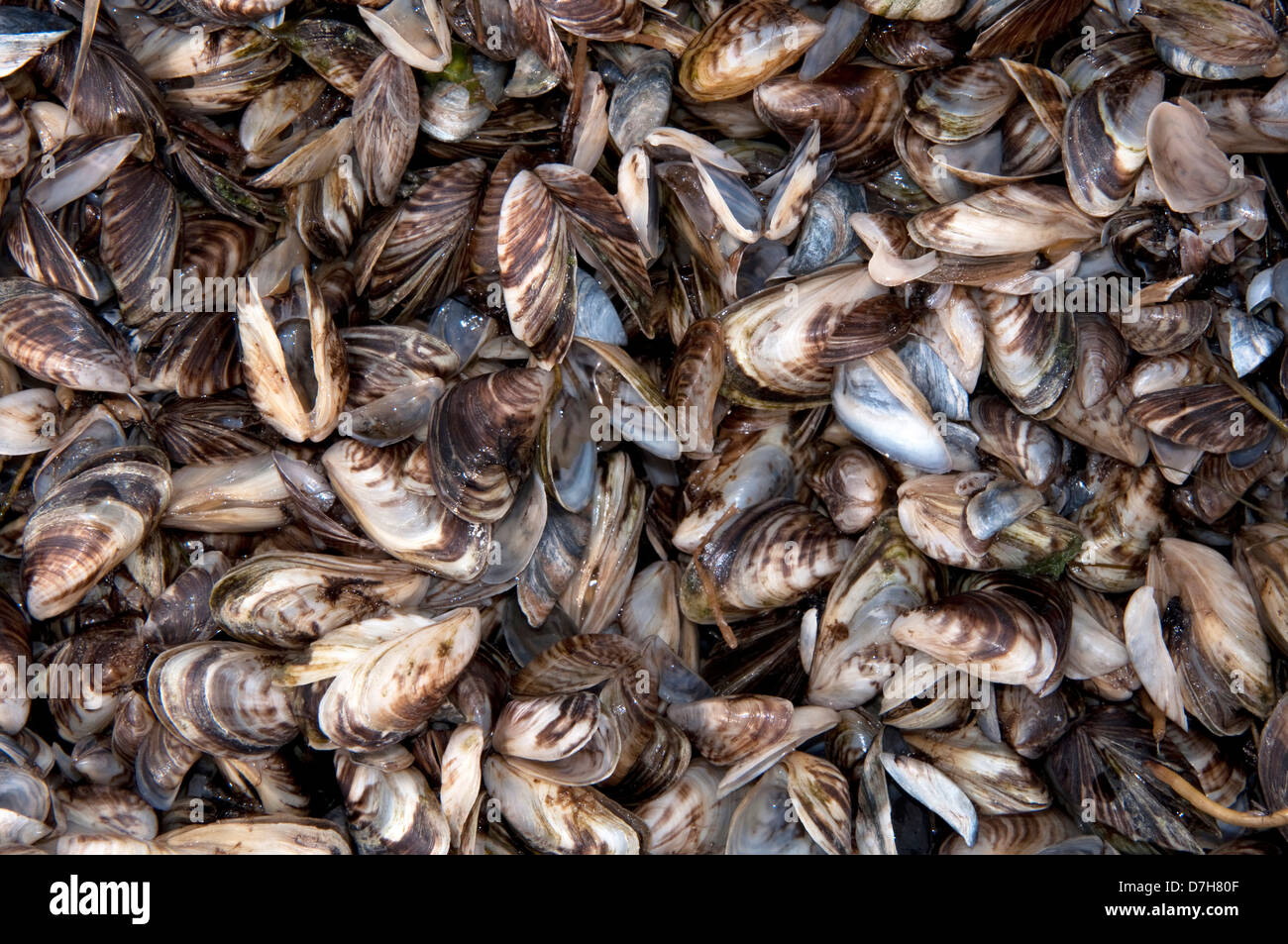 Zebra Mussel molti-sagomato (Dreissena Dreissena polymorpha). Gusci vuoti Foto Stock