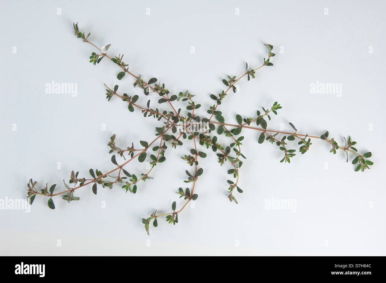 Macchiato di euforbia Euforbia prostrata Euphorbia maculata pianta flowering Studio immagine contro uno sfondo bianco Foto Stock